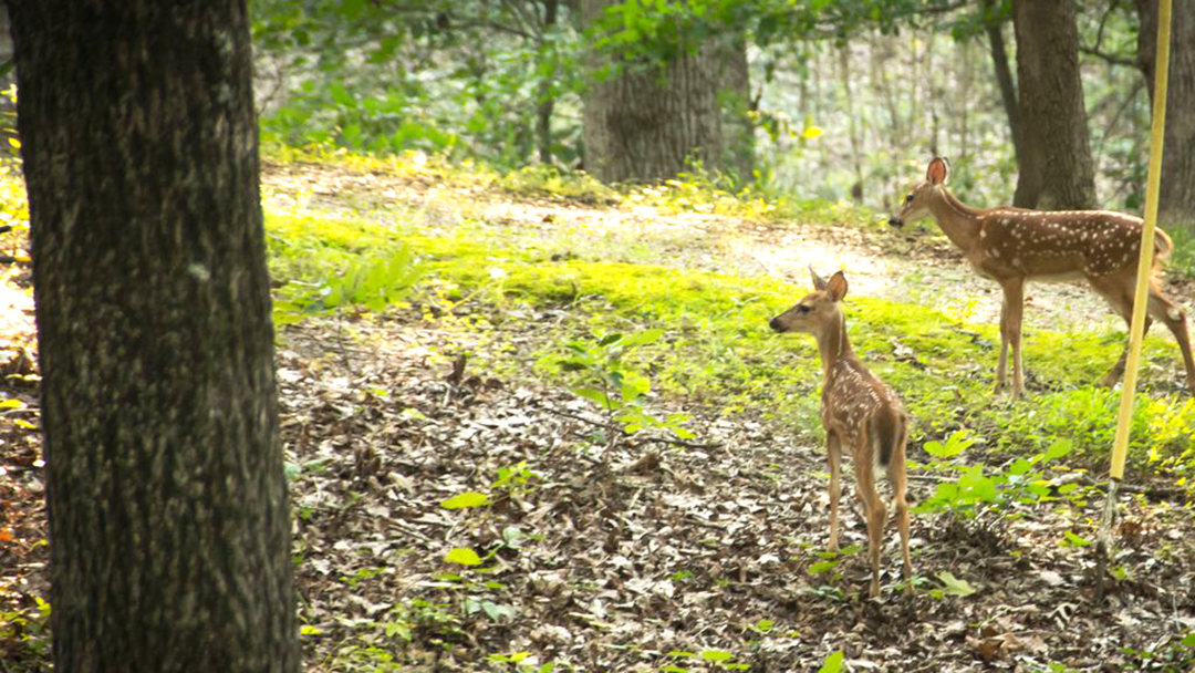 Cabin Surrounded by Nature | Hohman Lake Rentals | Cabin Rentals in Southern Illinois